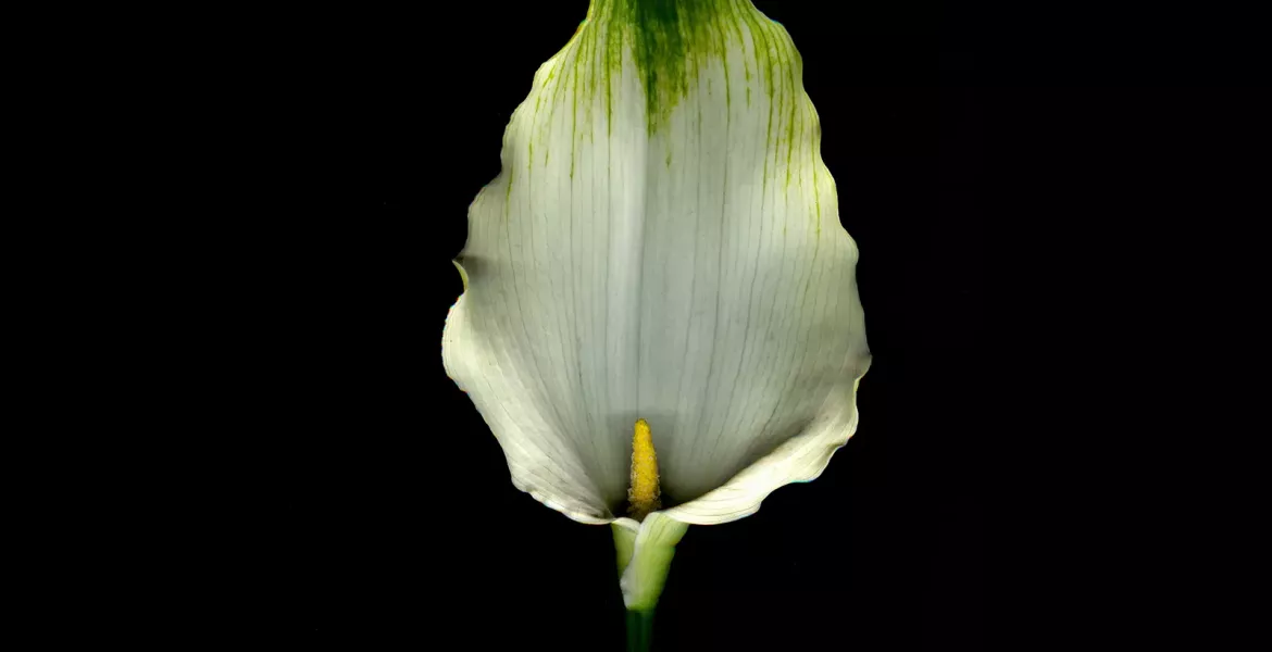 a white lily flower against a black background.