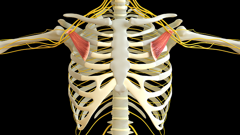 Animate image of the pectoralis minor.