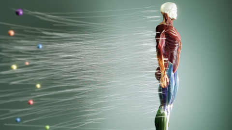 Human anatomy with muscle system and energy flow 