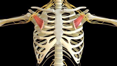 Animate image of the pectoralis minor.